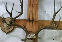 Red Stag antlers