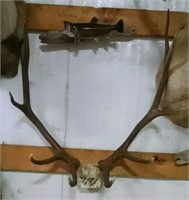 Red stag antlers