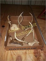 4 assorted sets Whitetail antlers