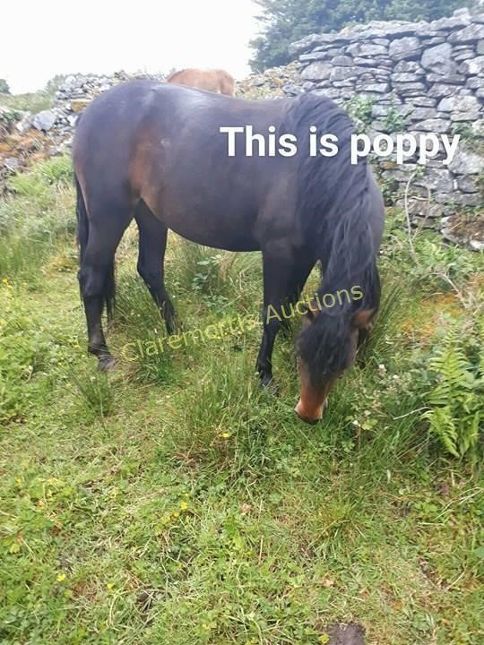 Horse Sales-Connemara Ponies & General Sale - 26th June @7pm
