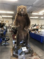 INCREDIBLE ALASKA BROWN BEAR FULL BODY MOUNT