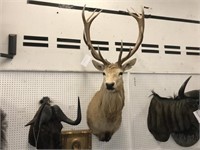 AWESOME RED STAG SHOULDER MOUNT 6X6 TAKEN