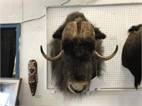 ARTIC MUSKOX SHOULDER MOUNT DONE BY LOCAL