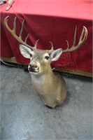 10 Point Whitetail Deer Mount