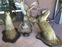 4 PC COLLECTION OF MOUNTED DEER HEADS AND HORNS