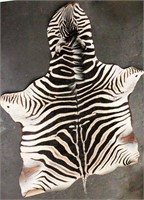 Stunning Authentic Zebra Pelt/Hide