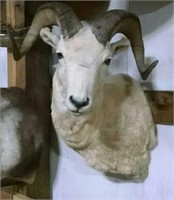 Shoulder-mount Dahl sheep