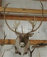 Shoulder mount caribou