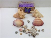 Lot of Sea Shells / Conch Shells
