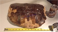 Snapping turtle shell