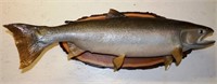 Chinook Salmon Taxidermy Fish Mount on Wood