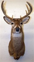 11 Point Whitetail Deer Shoulder Taxidermy Mount