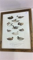 Framed Duck Print-Shang Wheeler's