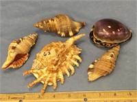 Lot of 5 large sea shells  (a 7)