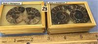 Lot of 2 small ammonite fossil halves   (a 7)