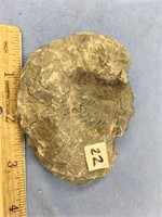 Small trilobite fossil   (a 7)