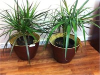 2 Potted Palms in Containers