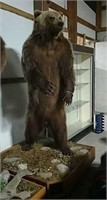 Standing Alaskan Grizzly bear mount