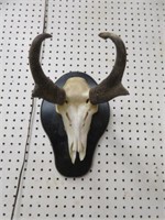 MOUNTED PRONG HORN AND SKULL 10"T X 7"W