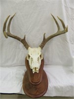 MOUNTED DEER HORNS AND SKULL 13"T X 17.5"W