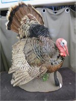 LARGE TAXIDERMY MALE TURKEY 38"T X 24"W