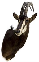 SABLE ANTELOPE TAXIDERMY MOUNT