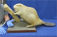 full mounted beaver on stand (light colored)