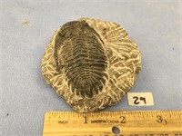 3" trilobite fossil       (2)