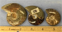 A lot with three whole ammonite fossils with very