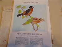 Birds Of Canada- Star Weelky Set