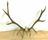 5 x 6 Elk Antlers