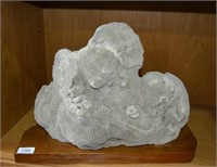 Large early coral specimen mounted on wooden