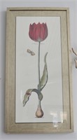 Large Tulip Audubon Print