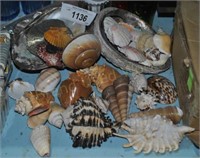 Large lot of sea shells, various shapes sizes a