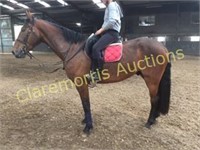 2013 Bay Gelding