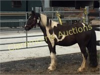 2012 Piebald Gelding