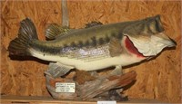 LARGE MOUTH BASS MOUNT