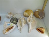 9 PC SEA SHELL LOT - LOCAL PICK-UP ONLY!