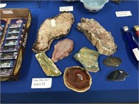 EIGHT PIECES OF PETRIFIED WOOD VARIOUS COLORS AND