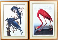 Two Framed Audubon Birds Of America Prints