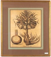 Framed Botanical Engraving, "Corona Imperialus"