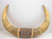 Pair of  Large Bull Horns