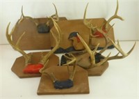 Deer Horns On Plaques