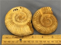 Pair of whole ammonite fossils approx. 3.5"