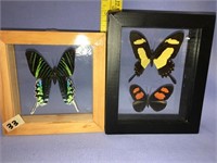 Lot with 2 small shadowboxes with butterflies