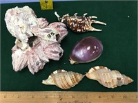 5" barnacle and 4 misc. shells         (a 7)