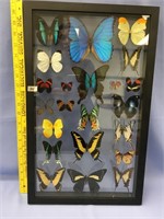 21"x 13" shadow box of butterflies, approx. 22 but
