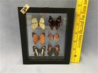 Choice on 2 (39-40): 6 butterfly shadow box collec