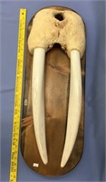 27" walrus head mount scrimshaw by Carson Sockpick