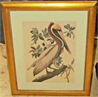 Large Audubon Print Of Brown Pelican